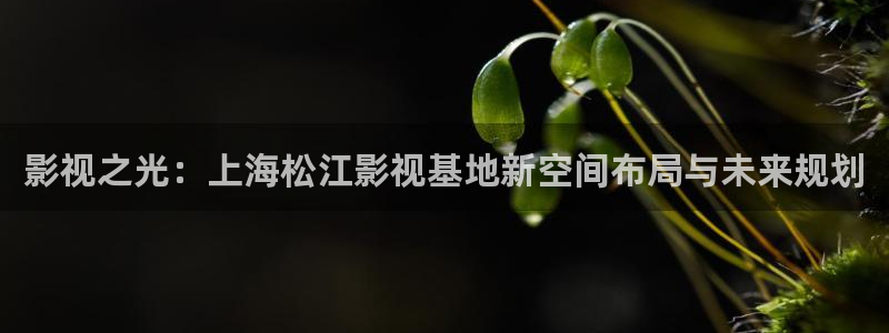 熊猫旅馆：影视之光：上海松江影视基地新空间布局与未来规划