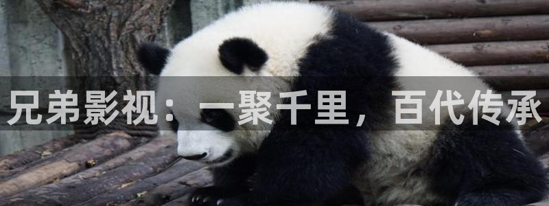 熊猫电影yy7y免费观看高清：兄弟影视：一聚千里，百代传承