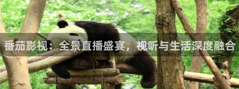 熊猫影院免费进入观看：番茄影视：全景直播盛宴，视听与生活深度融合